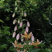 Bendick - inflorescence